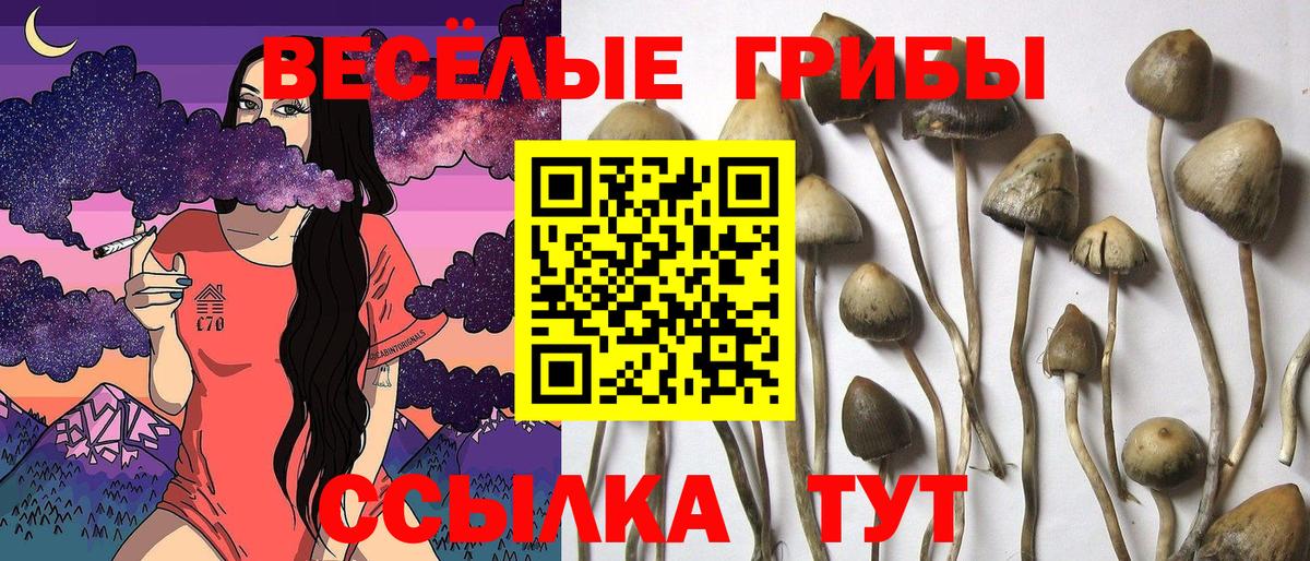 Галлюциногенные грибы Cubensis Коряжма